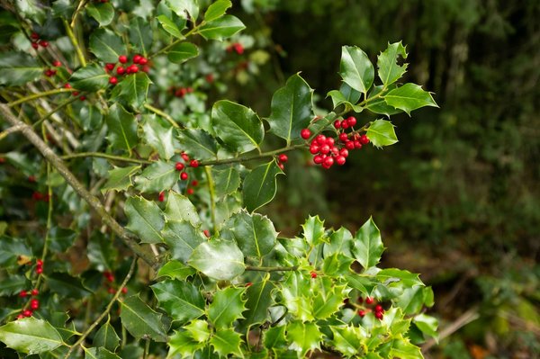 Quels arbustes nains sont les plus adaptés pour un jardin miniature japonais?
