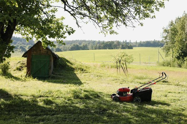 Comment choisir le bon type de gazon pour un jardin ombragé?